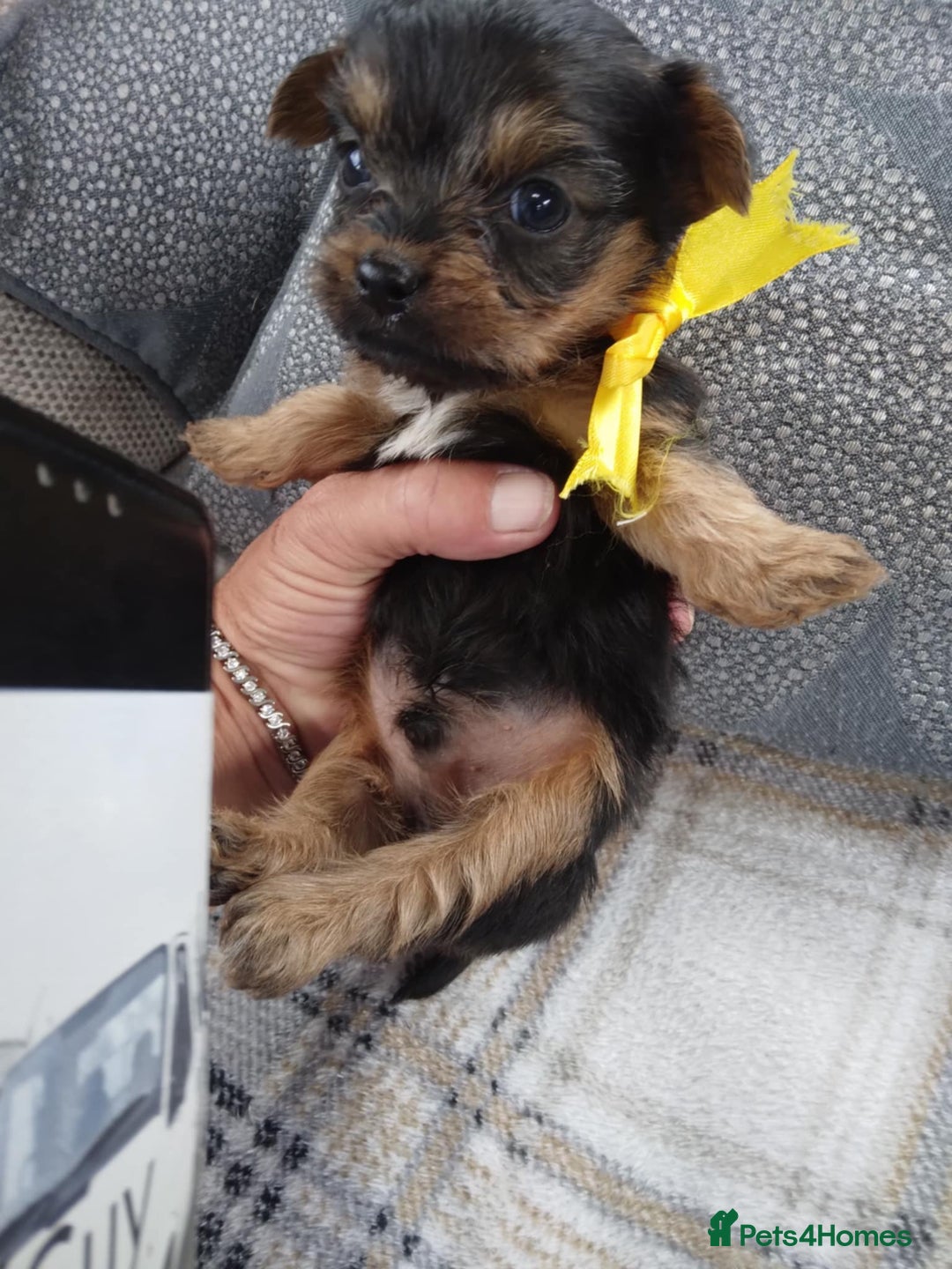 Chorkie dogs for sale: Chihuahua  Cross Yorkshire  - Image 7