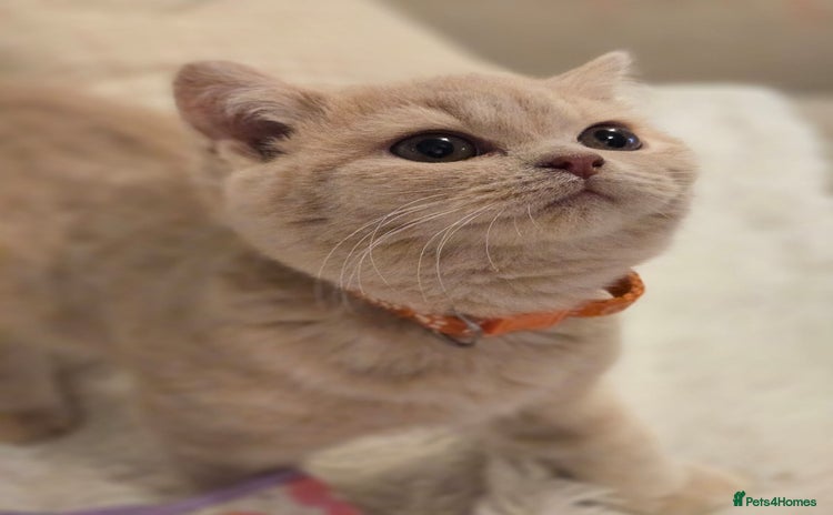 British Shorthair cats - Advert 2