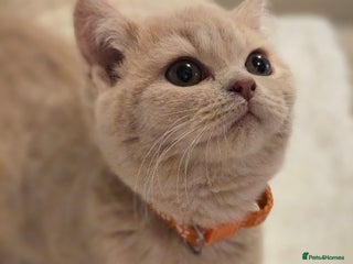 British Shorthair cats - Advert 5