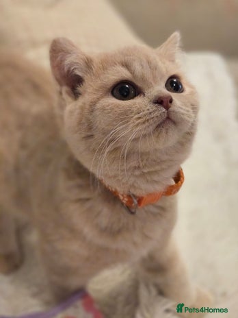 British Shorthair cats - Advert 2