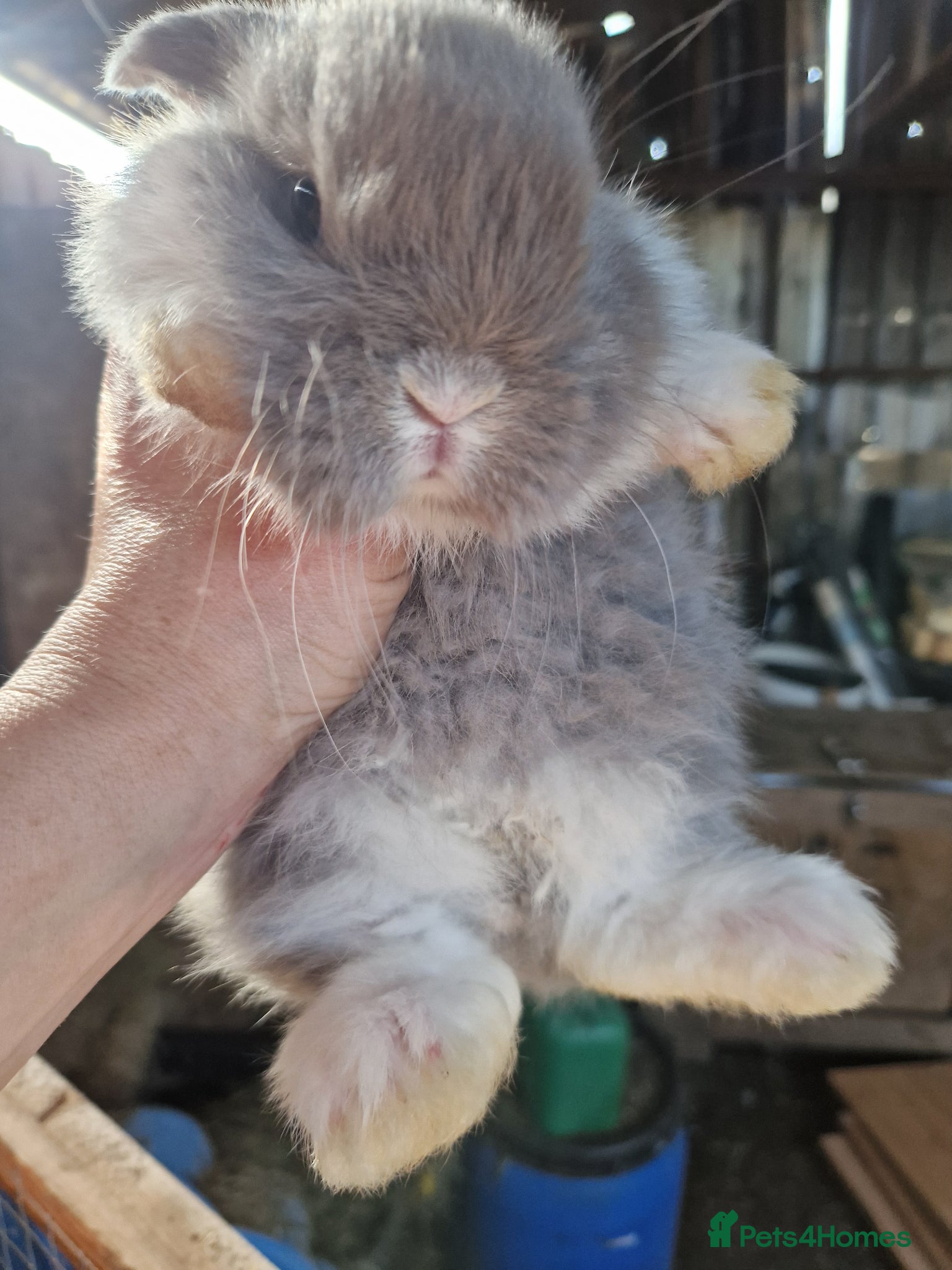 Mini Lop rabbits 1 DOE MINI LOP AVAILABLE  - Advert 10
