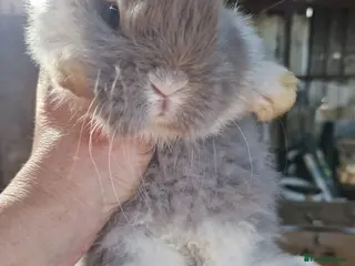Mini Lop rabbits 1 DOE MINI LOP AVAILABLE - Advert 10