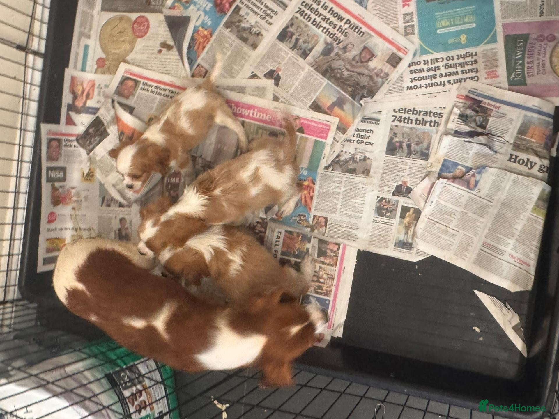 Cavalier King Charles Spaniel dogs CAVALIER KING CHARLES PUPS READY NOW KC REG  - Advert 1