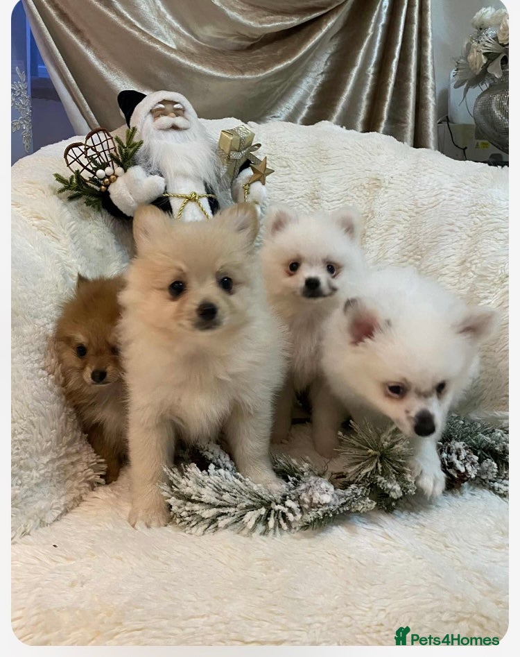 Pomeranian dogs Pomeranian puppets ready to go… - Advert 10