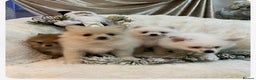 Pomeranian dogs for sale: Pomeranian puppies ready to go… - Advert 1