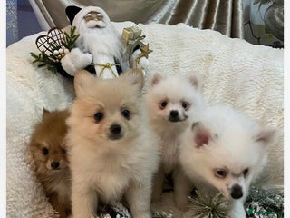 Pomeranian dogs Pomeranian puppets for sale - Advert 15