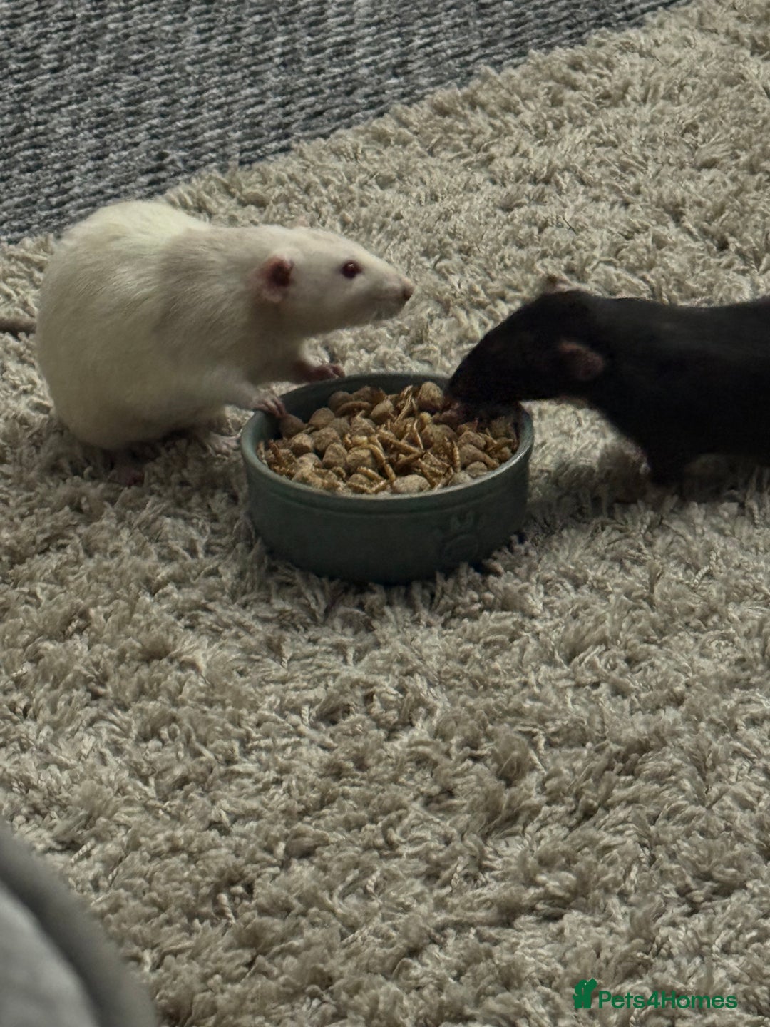 Rat rodents for sale: 4 male rats looking for new home - Advert 4