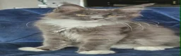 Maine Coon cats for sale: Maine Coon kittens, 2 girls , 1 boy  - Advert 16