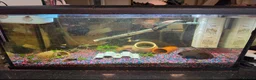 Corys fish for sale: Fish and tanks for sale - Advert 2