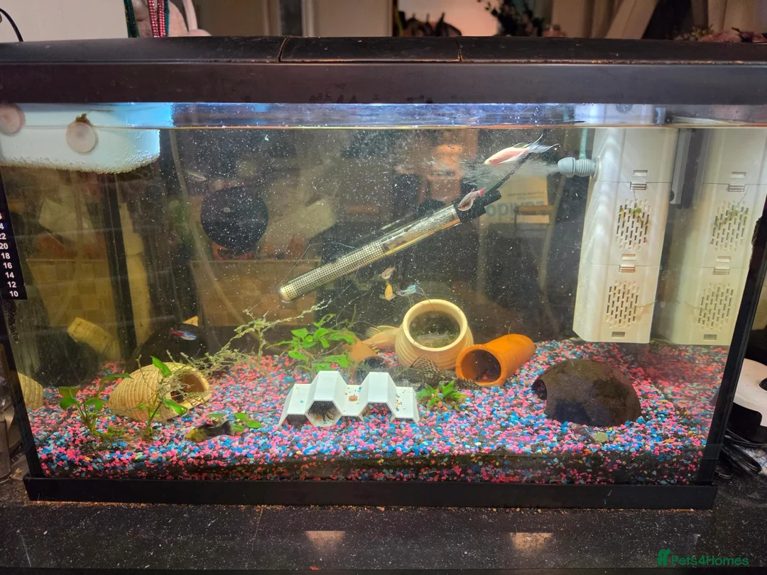 Corys fish for sale: Fish and tanks for sale - Advert 2