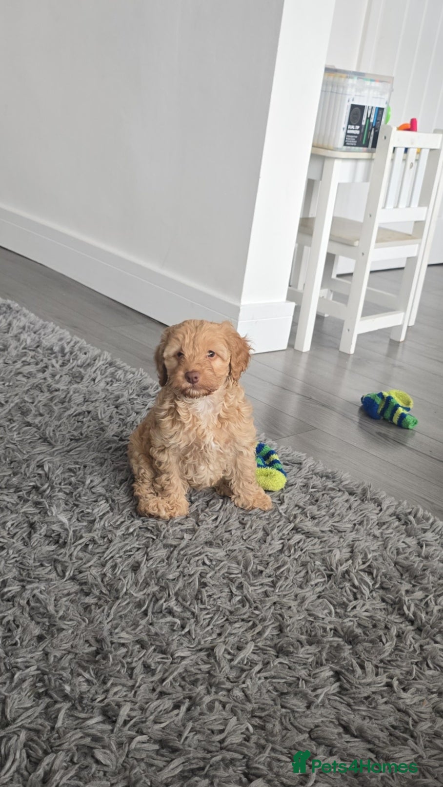 Cockapoo dogs Cockapoo girl - Advert 16