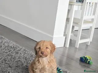 Cockapoo dogs Cockapoo girl - Advert 16