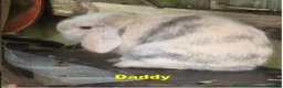 Mini Lop rabbits for sale: 2 x Mini Lion Lop ready to collect 23 March 2026 - Advert 4