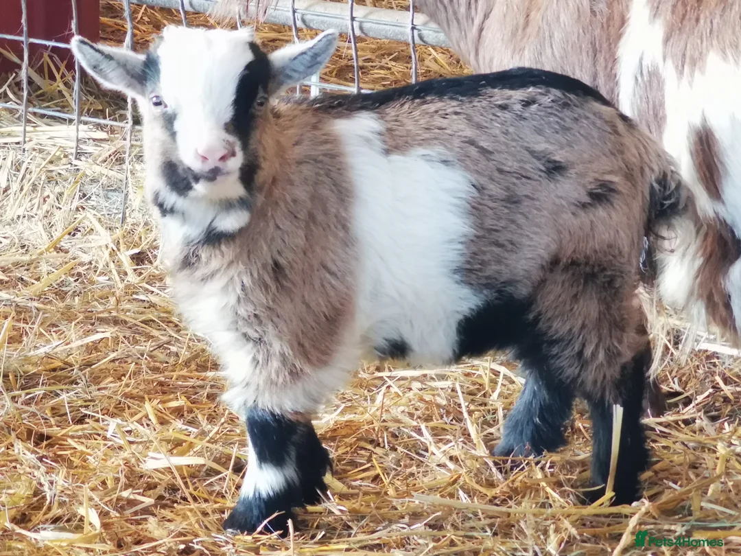 Goats livestock for sale: Gorgeous Wether Pygmy goat kids for Sale.  - Advert 17