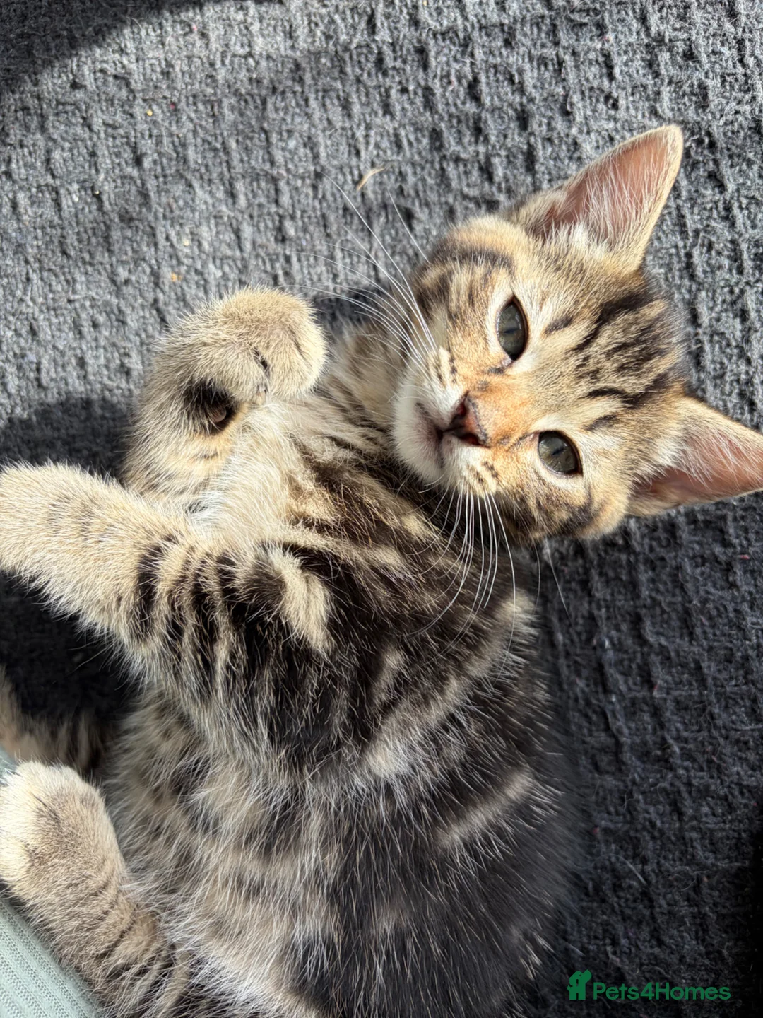 Mixed Breed cats for sale: Kittens for sale - Advert 1