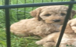 Cockapoo dogs for sale: Health Tested parents Cockapoo puppies - Image 10