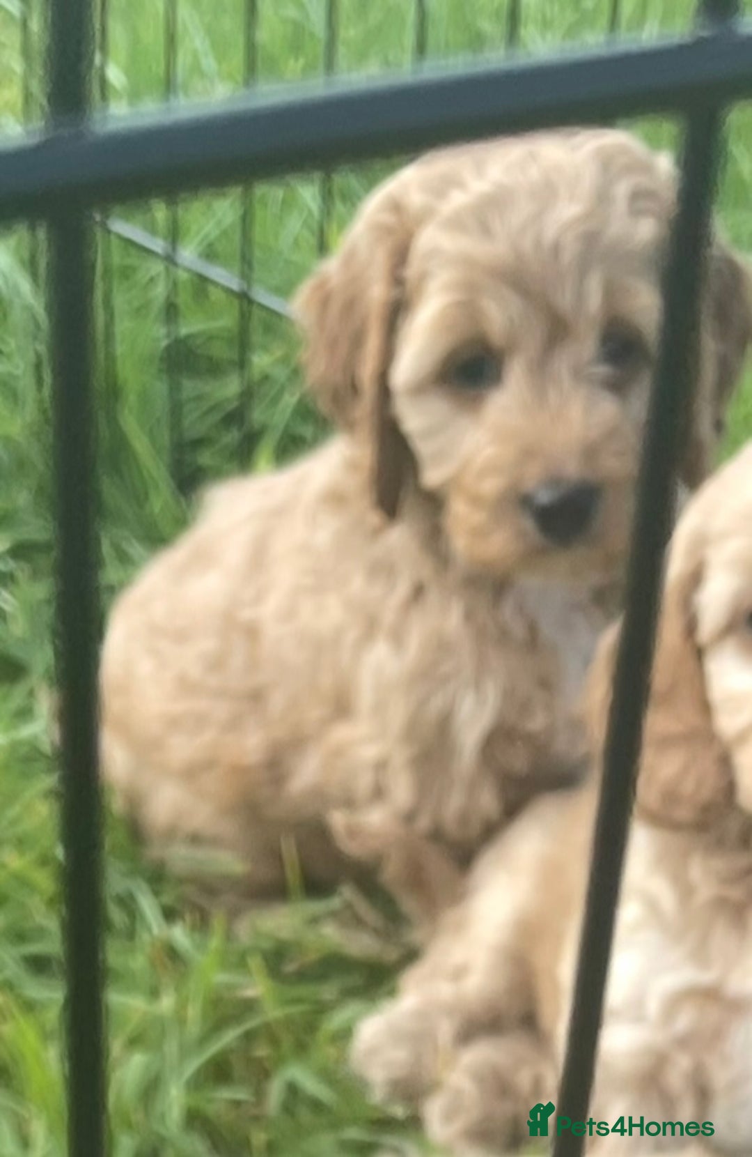 Cockapoo dogs for sale: Health Tested parents Cockapoo puppies - Image 10