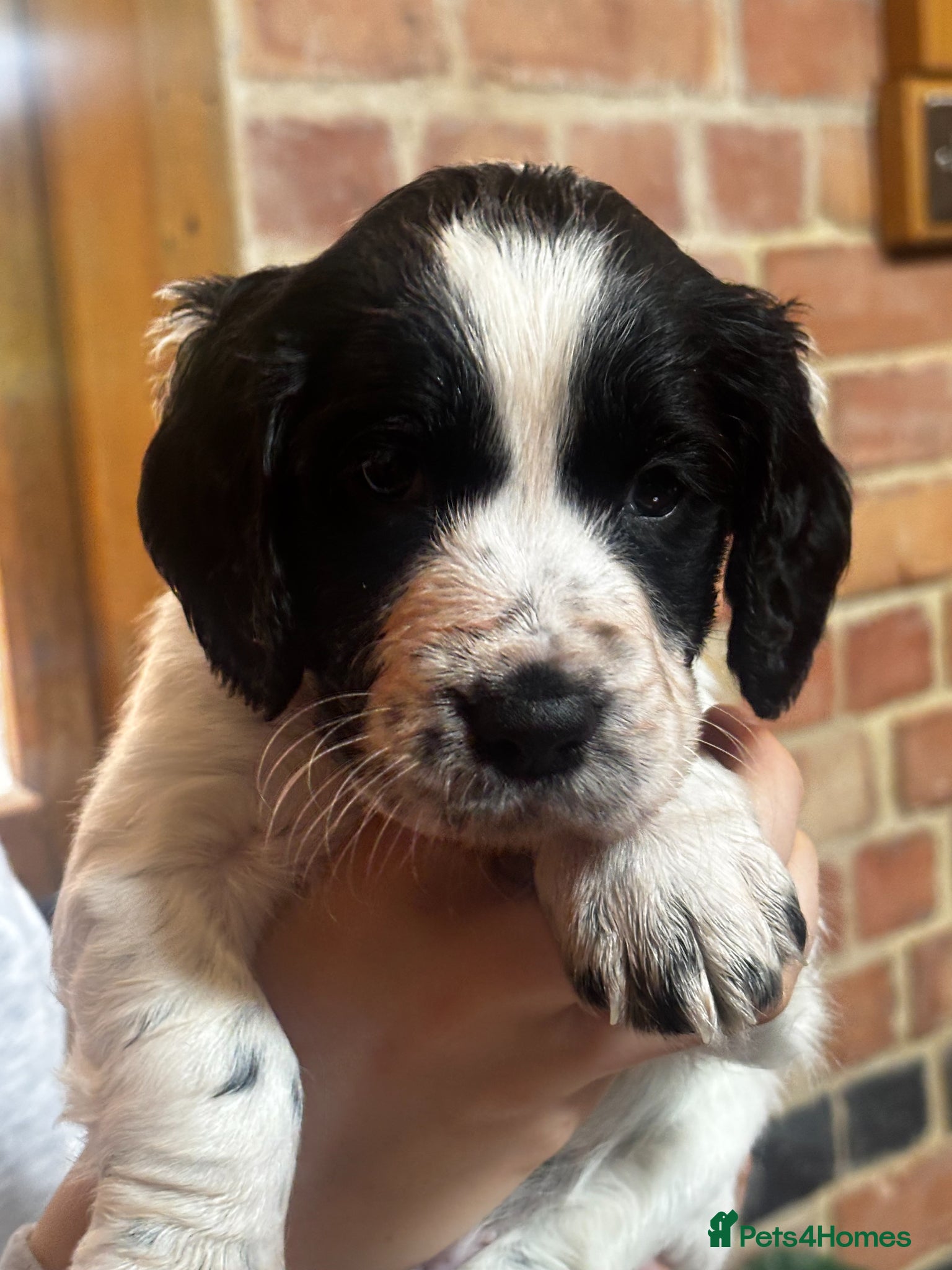 Cocker Spaniel dogs One Gorgeous KC Reg Working Cocker Spaniel Puppy! - Advert 2