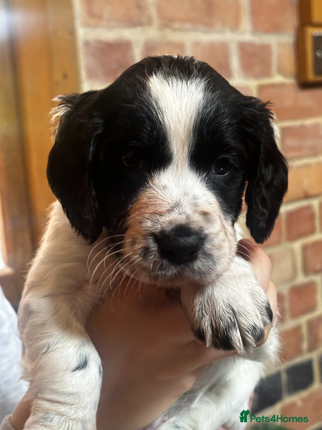 Cocker Spaniel dogs for sale: One Gorgeous KC Reg Working Cocker Spaniel Puppy! - Advert 2