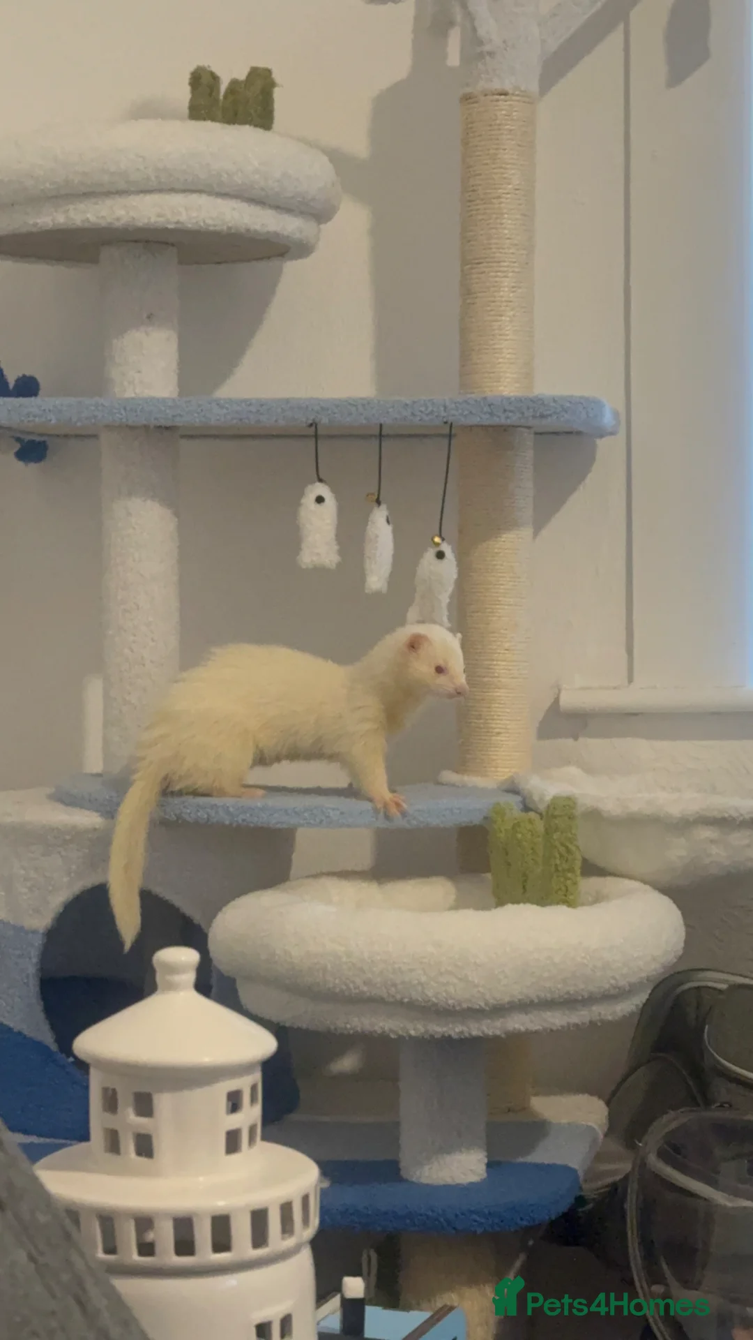 Ferret rodents for sale: Ferret - Advert 1