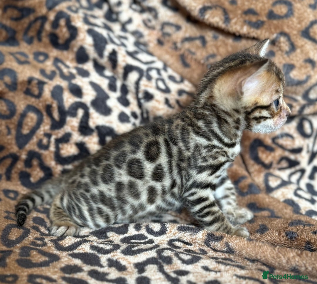 Bengal cats for sale: Outstanding Bengal kittens European Champion sire! - Image 14