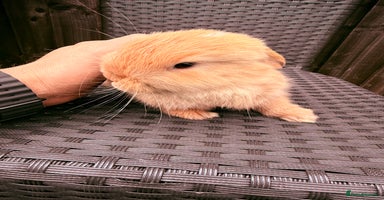 Mini Lop rabbits - Advert 5