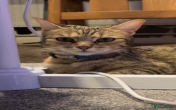Bengal cats for sale: Two Beautiful Bengals Mum and Daughter - Image 5