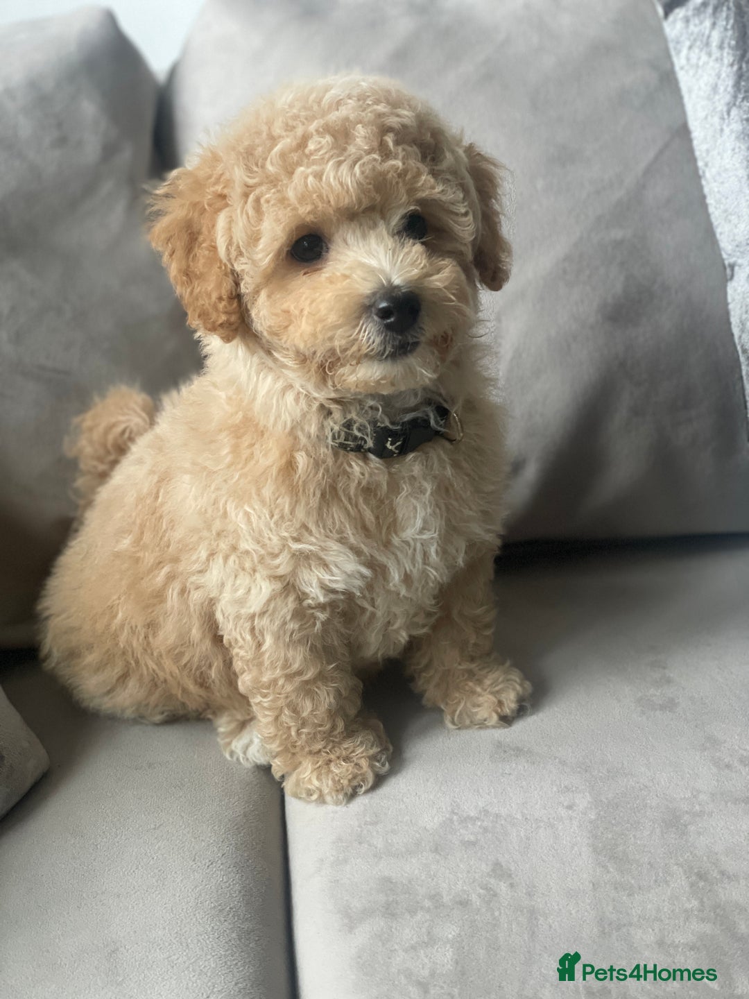 Poochon dogs for sale: Stunning litter - Image 12