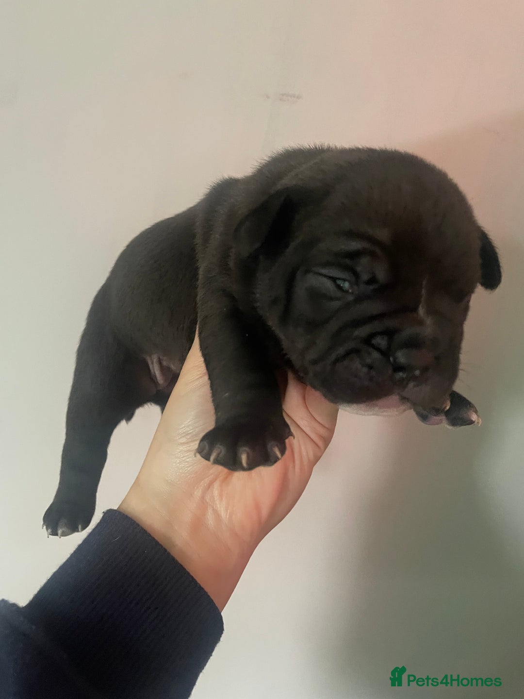 Olde English Bulldogge dogs for sale: 4 beautiful pups  - Advert 5