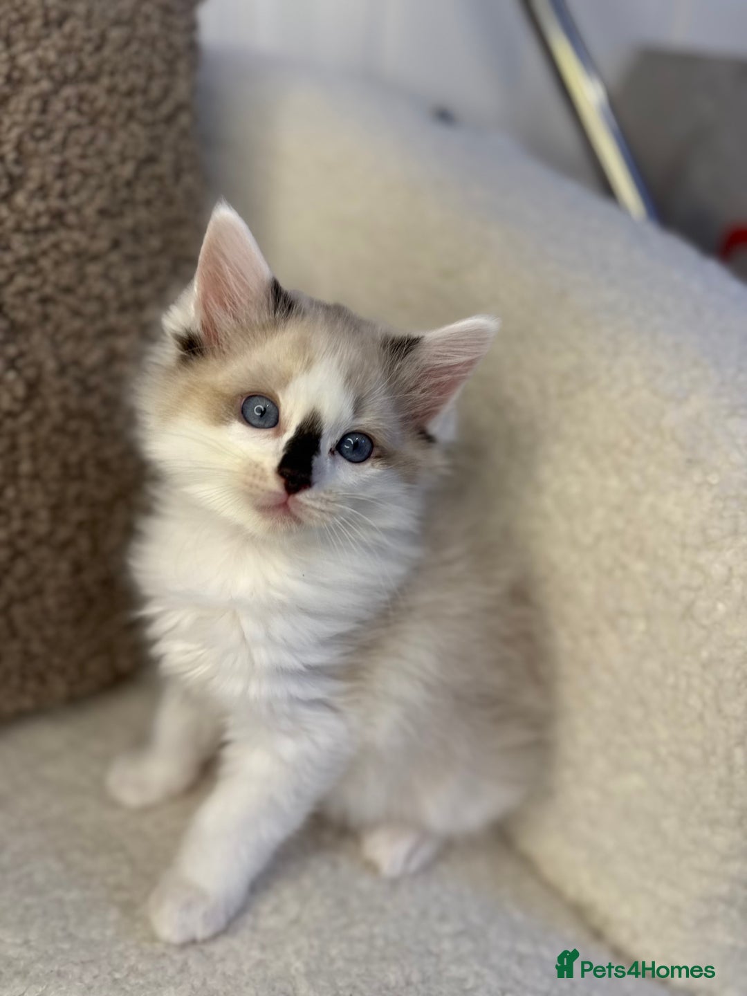 Ragdoll cats for sale: 🎀 Ragdoll kittens 🎀 2 left - Image 18