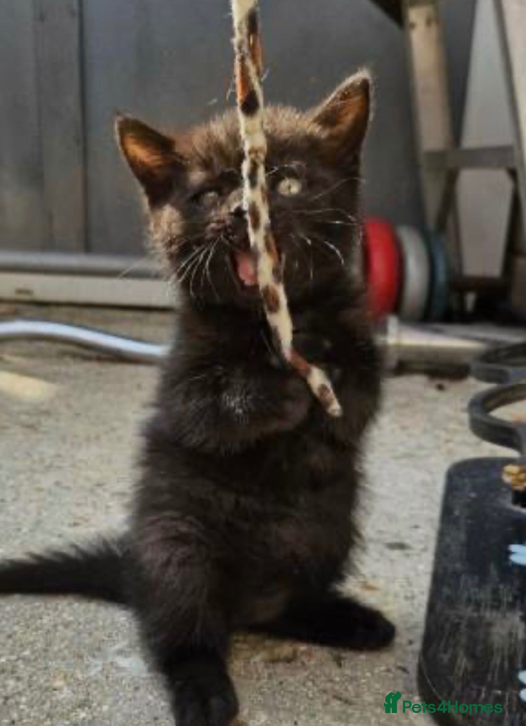 British Shorthair cats Beautiful British short hair babies Glasgow  - Advert 1