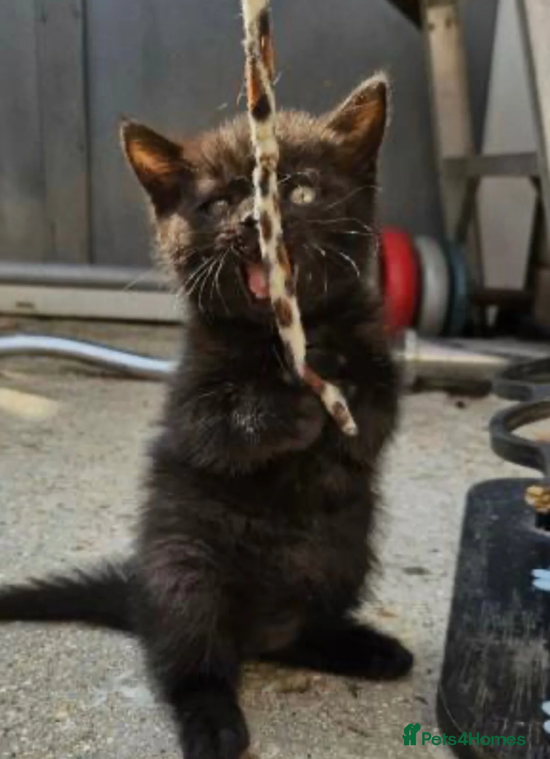British Shorthair cats for sale: Beautiful British short hair babies Glasgow  - Advert 1