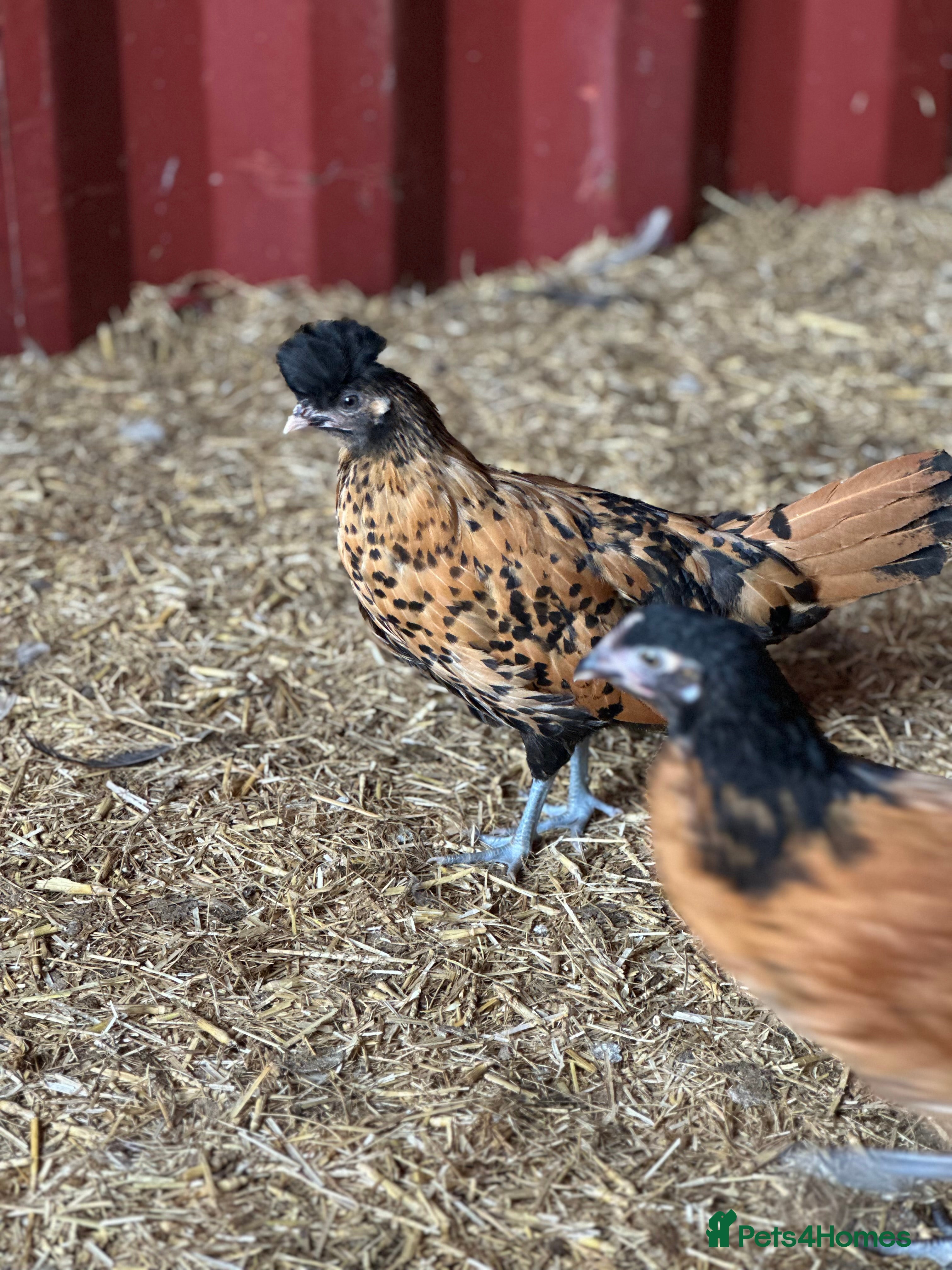 Chickens poultry Pure Breeds, Hybrids, Bantam's & Chicks - Advert 1