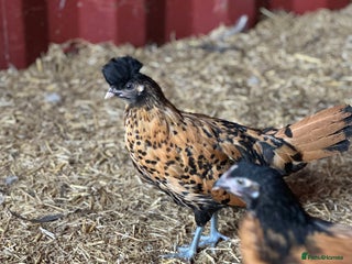 Chickens poultry Pure Breeds, Hybrids, Bantam's & Chicks - Advert 1