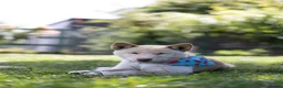 Japanese Shiba Inu dogs for sale: Confidence Comes With Time outstanding shiba 🇯🇵 - Advert 9