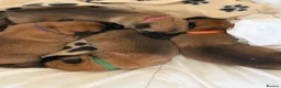 Belgian Shepherd Dog dogs for sale: Belgian Malinois Puppies  in Billingham - Advert 4