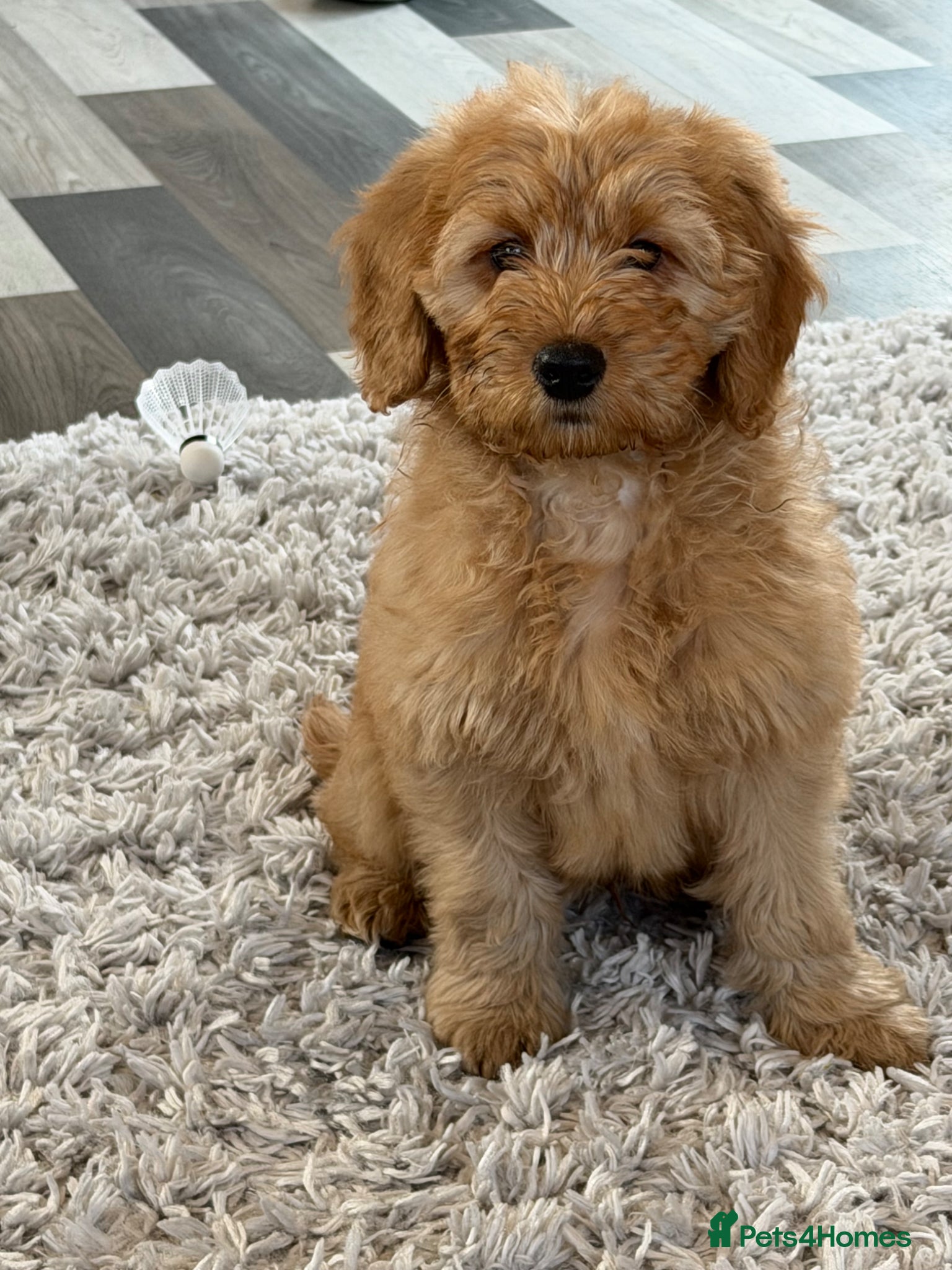 Mini Goldendoodle dogs One lovely male only  health tested F1 golden - Advert 16