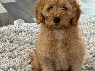 Mini Goldendoodle dogs One lovely male only health tested F1 golden - Advert 16