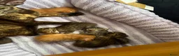 Oriental cats for sale: Oriental x Bengal kittens (Serengeti) in Chelmsford - Advert 13