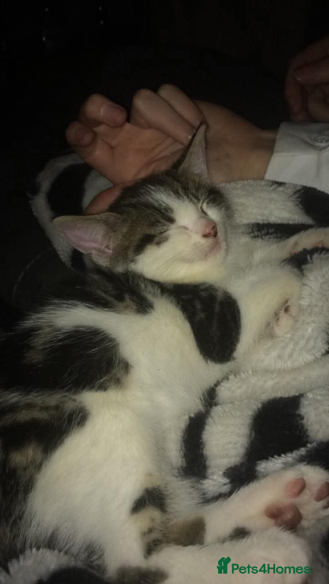 Mixed Breed cats for sale: Charlie for sale - Advert 3