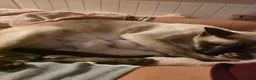 Siamese cats for sale: 2 Siamese  kittens available  for RESERVATION  - Advert 9