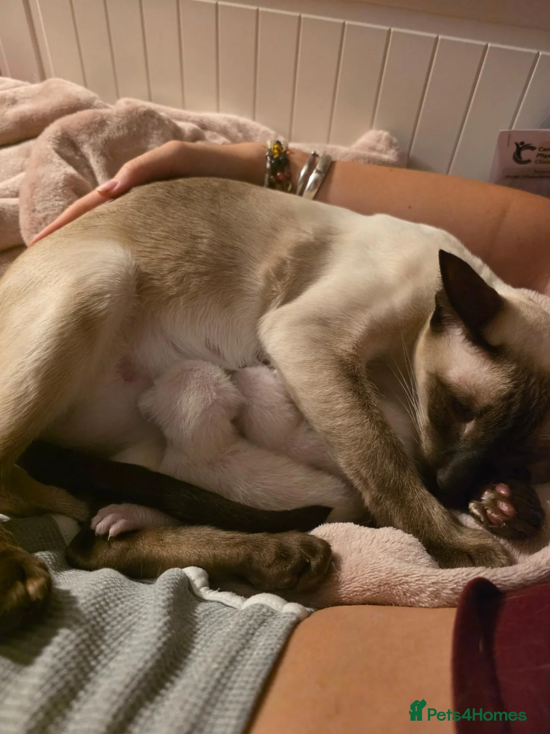 Siamese cats for sale: 2 Siamese  kittens available  for RESERVATION  - Advert 9