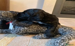 Cocker Spaniel dogs for sale: COCKER SPANIELS - Advert 7