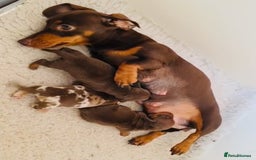 Miniature Dachshund dogs for sale: Beautiful healthy baby miniature dachshunds 🐾 - Image 10