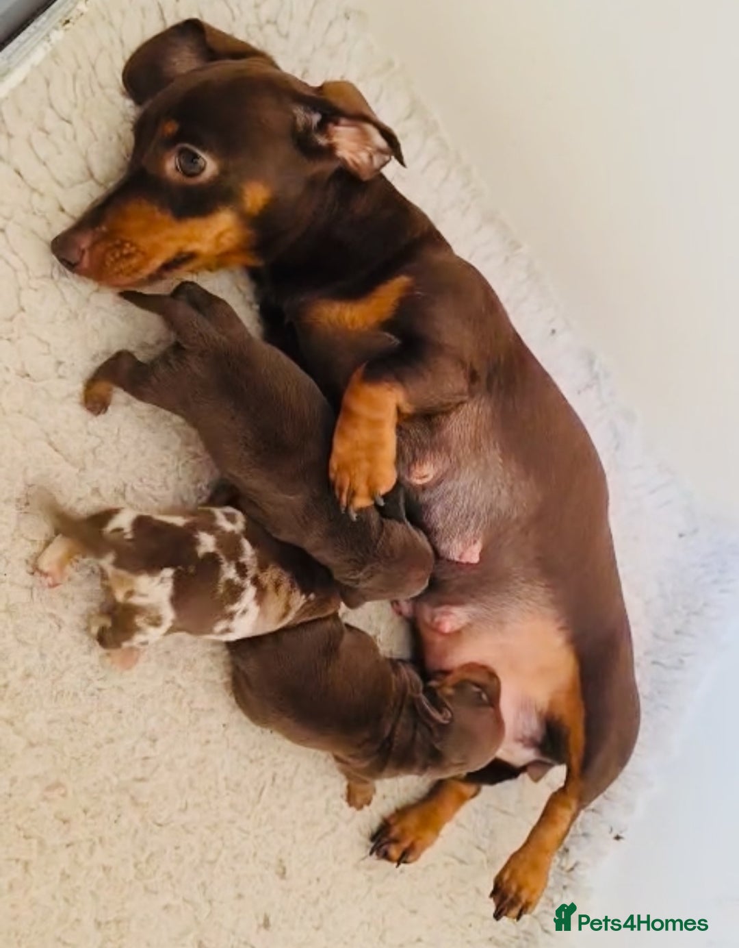 Miniature Dachshund dogs for sale: Beautiful healthy baby miniature dachshunds 🐾 - Image 10