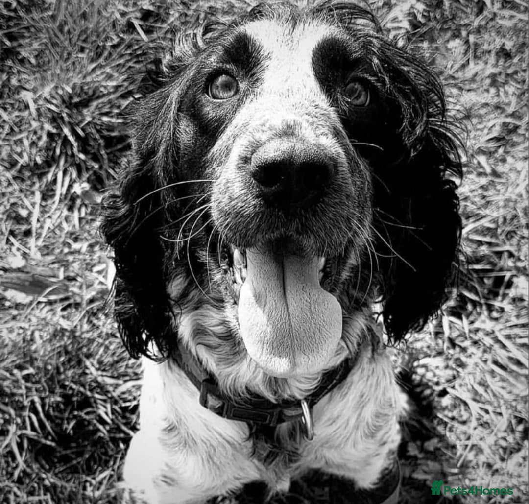 Cockapoo dogs for sale: Cockapoos looking for forever homes - Advert 34