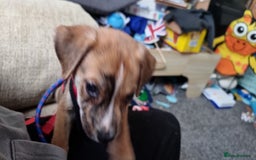 Mixed Breed dogs for sale: Beautiful male - Image 6