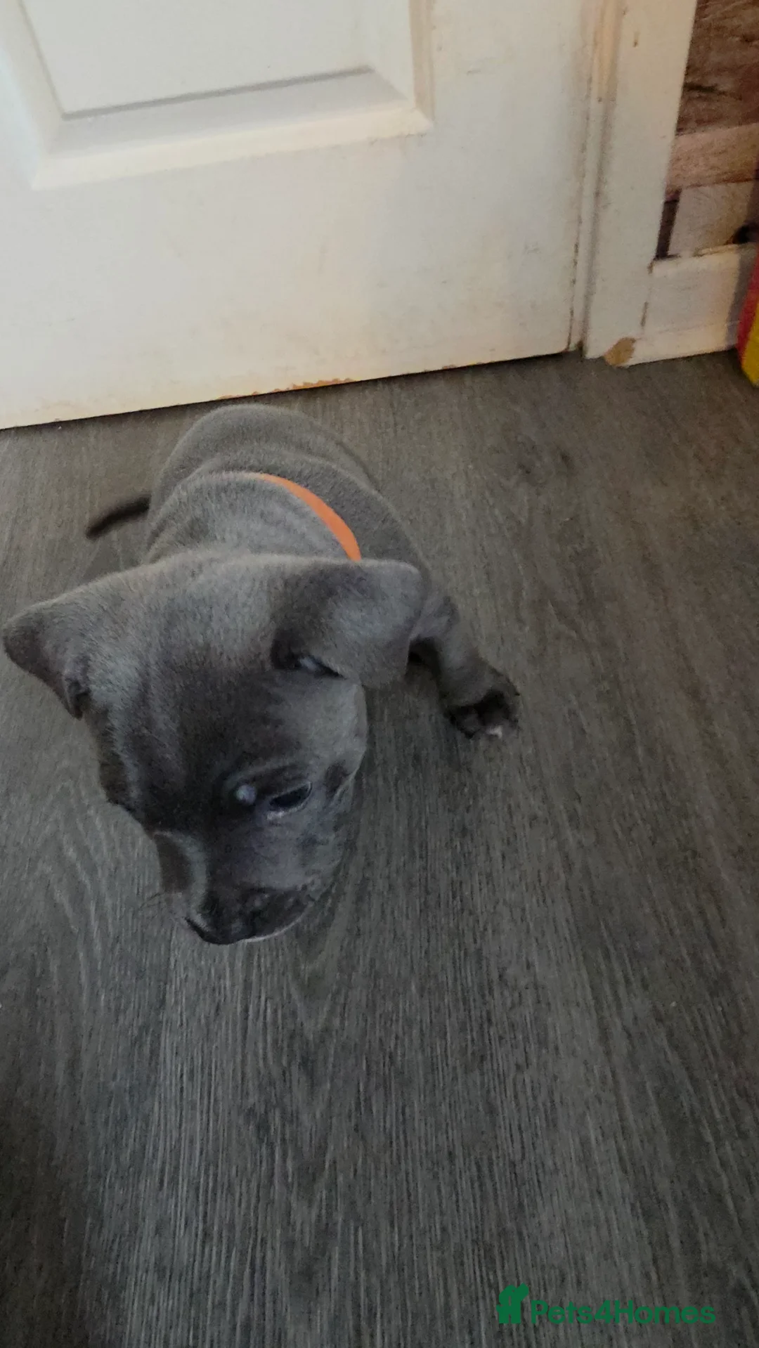 Staffordshire Bull Terrier dogs for sale: Staffordshire bull terrier blues  - Advert 2