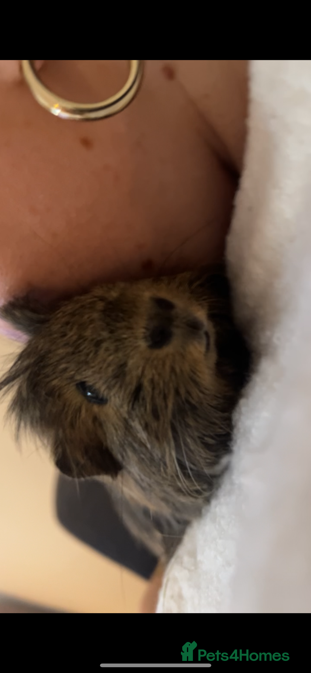 Guinea Pig rodents for sale: 2 male guinea pig brothers  - Image 6