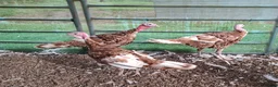 Turkeys poultry for sale: Bourbon Red Turkeys Stags - Advert 1